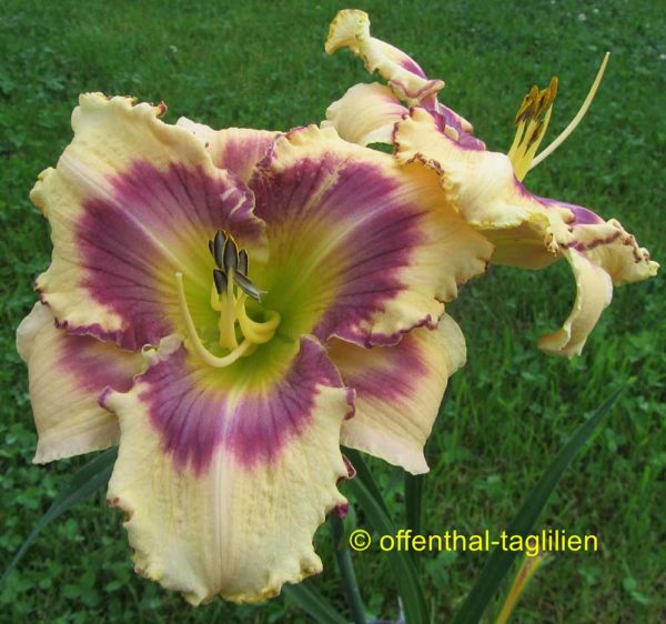 Hemerocallis / Taglilie 'J P Moneybags'