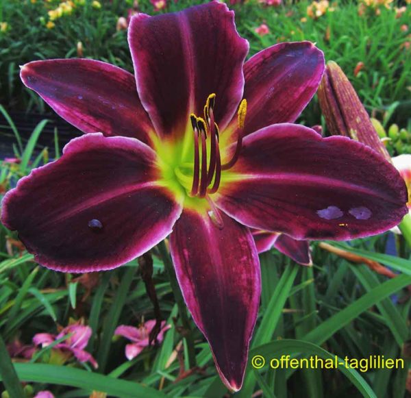 Hemerocallis / Taglilie 'Jade Star'
