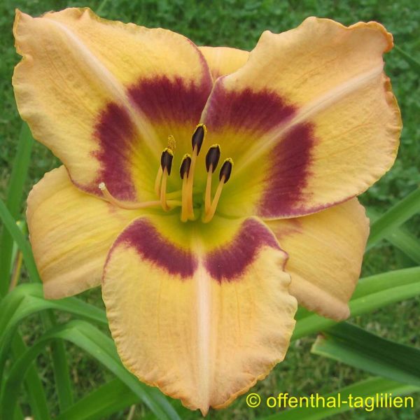 Hemerocallis / Taglilie 'Janie Wilson'