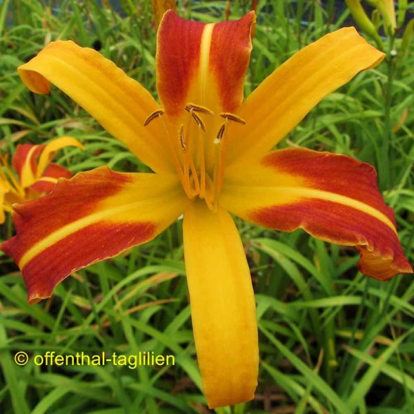 Hemerocallis / Taglilie 'Jean'