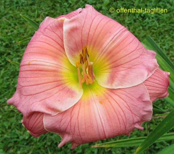 Hemerocallis / Taglilie 'Jedi Dot Pierce'