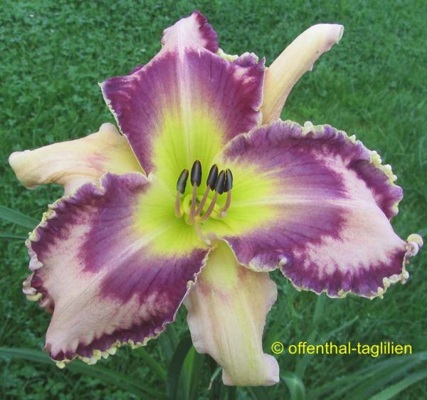Hemerocallis / Taglilie 'Jennie Sivyer'