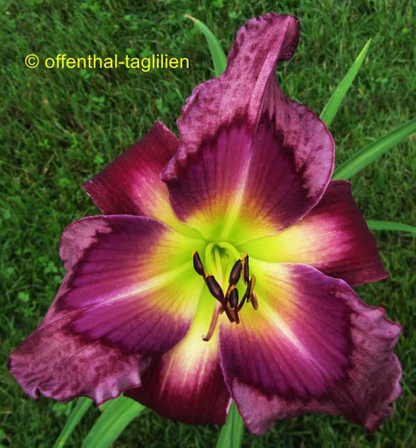 Hemerocallis / Taglilie 'Jerry Hyatt'