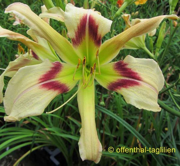 Hemerocallis / Taglilie 'Jim's Evil Grin'