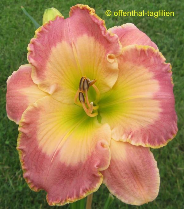 Hemerocallis / Taglilie 'Jostte Lise'