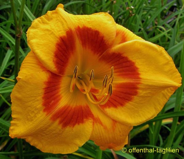 Hemerocallis / Taglilie 'Julie Catherine'