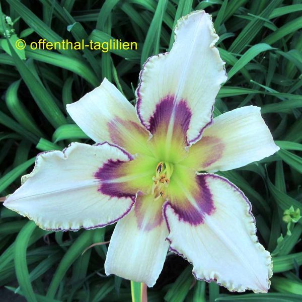 Hemerocallis / Taglilie 'Julie Newmar'