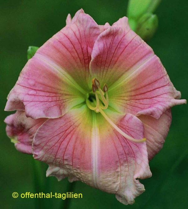 Hemerocallis / Taglilie 'Just A Flirt'