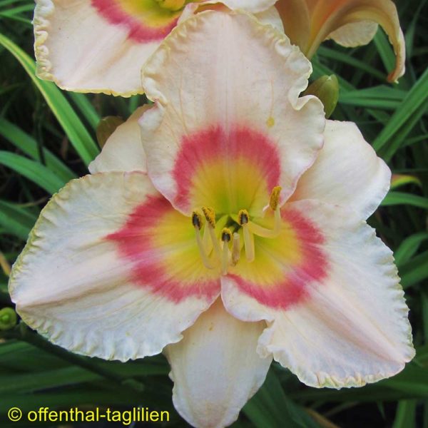 Hemerocallis / Taglilie 'Just A Stitch'