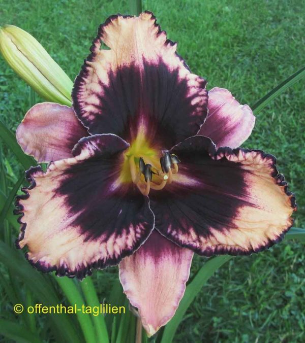 Hemerocallis / Taglilie 'Just Fabulous'