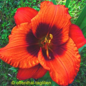 ‚Karl Hof‘
