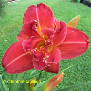 ‚Kinchafonee Red‘