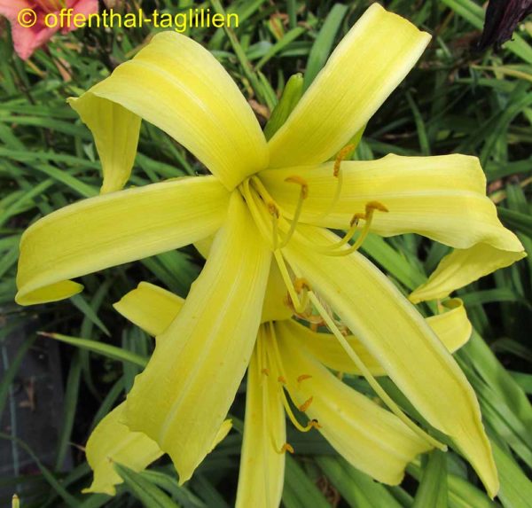 Hemerocallis / Taglilie 'Kindly Light'