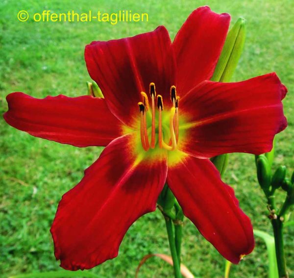 Hemerocallis / Taglilie 'King Of Hearts'
