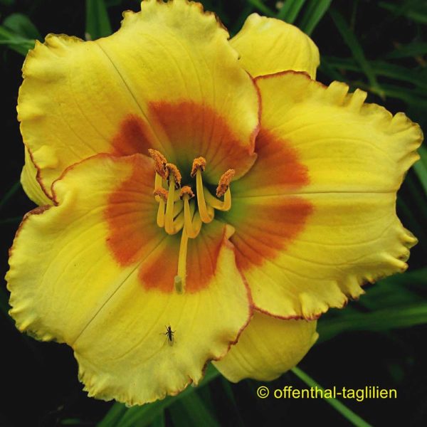 Hemerocallis / Taglilie 'Kissing Cute'