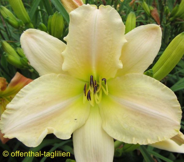 Hemerocallis / Taglilie 'Knight Templar'