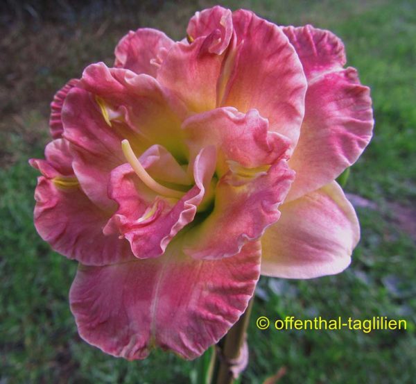 Hemerocallis / Taglilie 'Lacy Doily'