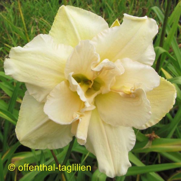 Hemerocallis / Taglilie 'Land Of Cotton'
