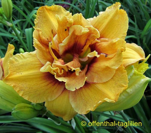 Hemerocallis / Taglilie 'Land Of Promise'