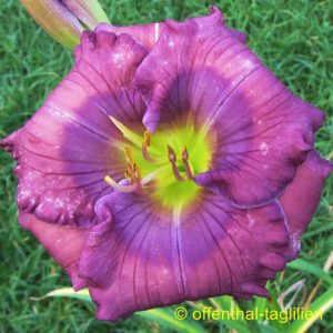 ‚Lavender Blue Baby‘