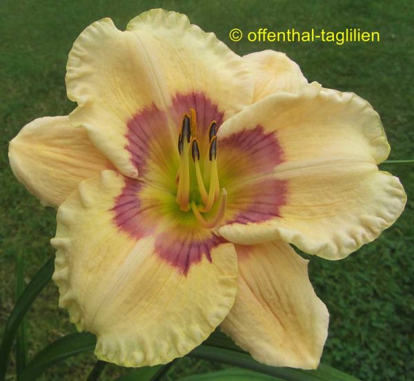 Hemerocallis / Taglilie 'Lavender Rainbow'