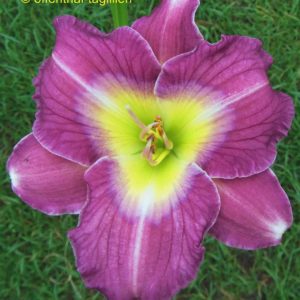 ‚Lavender White Eyes‘