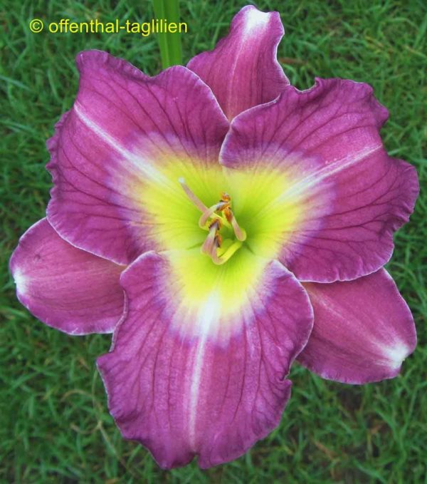 Hemerocallis / Taglilie 'Lavender White Eyes'