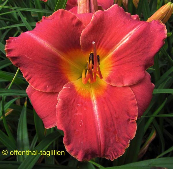 Hemerocallis / Taglilie 'Leah Abbott'