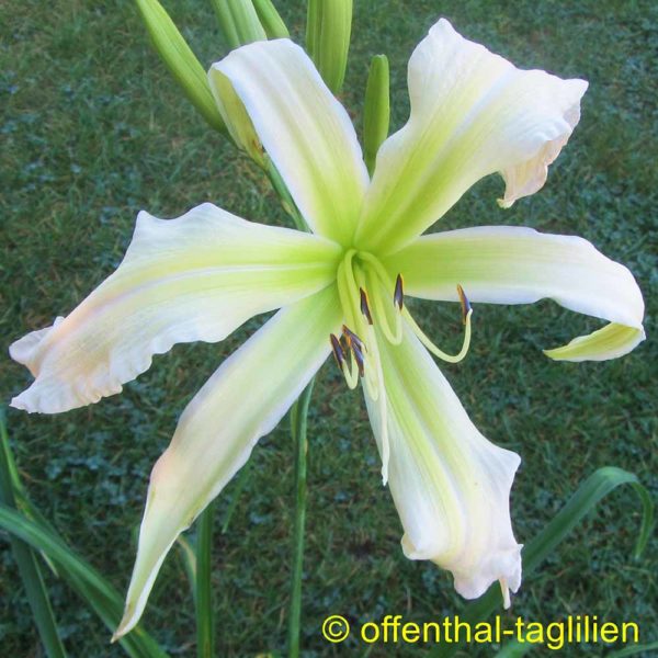 Hemerocallis / Taglilie 'Lillian's Vapor Trail'