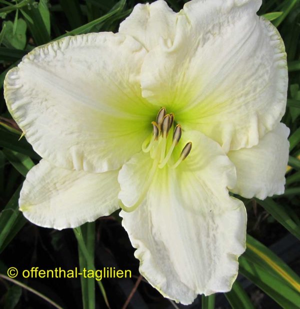 Hemerocallis / Taglilie 'Lime Frost'