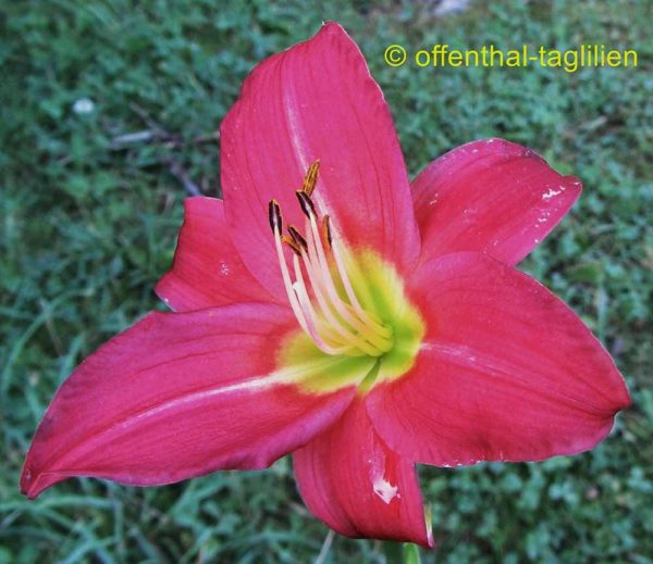 Hemerocallis / Taglilie 'Little Business'