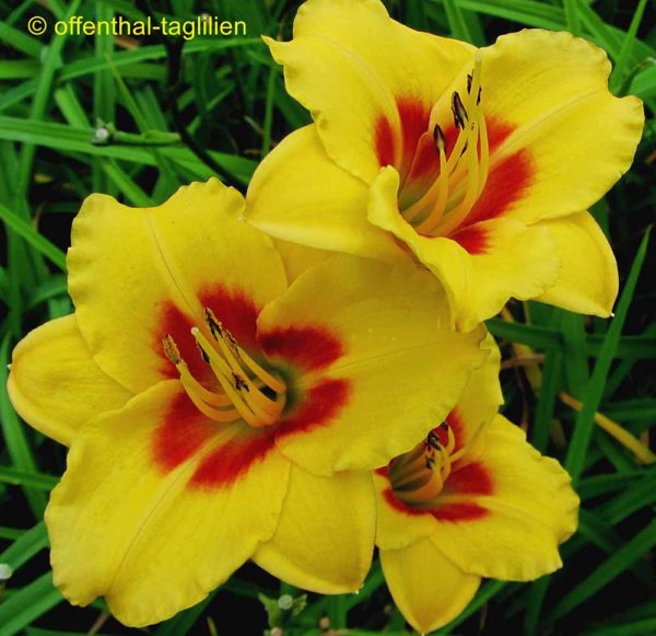 Hemerocallis / Taglilie 'Little Cadet'