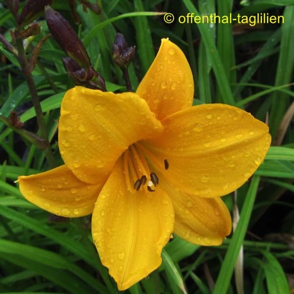 Hemerocallis / Taglilie 'Little Fairy'