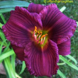 ‚Little Grapette‘