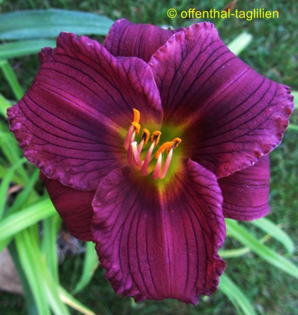 Hemerocallis / Taglilie 'Little Grapette'