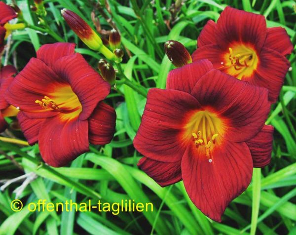 Hemerocallis / Taglilie 'Little Joy'