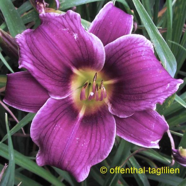 Hemerocallis / Taglilie 'Little Lavender Lace'