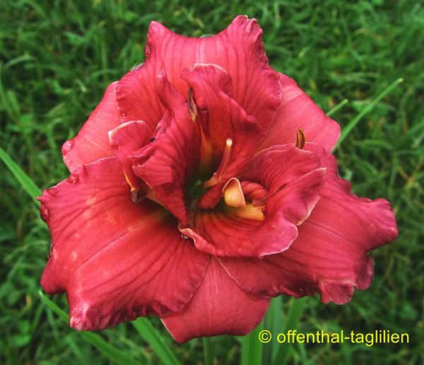 Hemerocallis / Taglilie 'Little Red Baron'