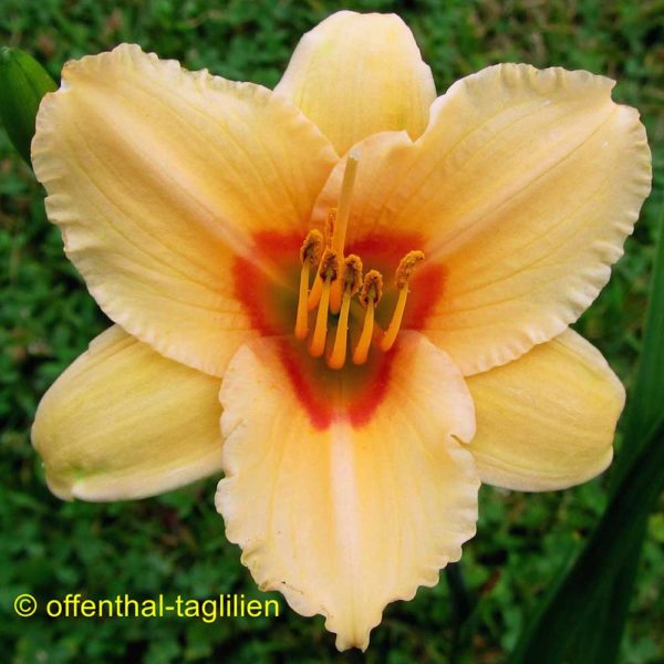 Hemerocallis / Taglilie 'Little Woman'