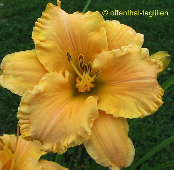 Hemerocallis / Taglilie 'Live Jazz'