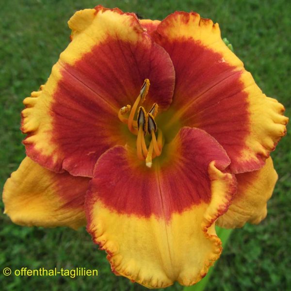 Hemerocallis / Taglilie 'Lollipop Kisses'