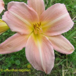 ‚Love That Pink‘