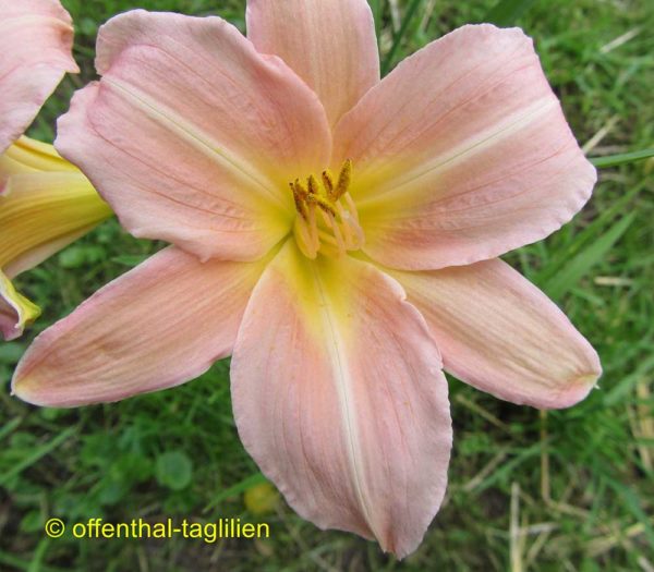 Hemerocallis / Taglilie 'Love That Pink'