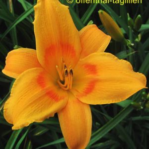 ‚Lucretius‘