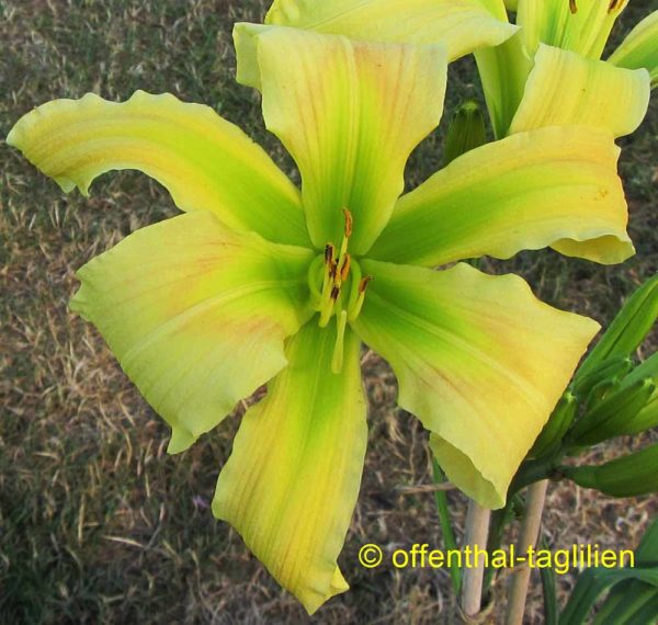 Hemerocallis / Taglilie 'Magic Of Oz'