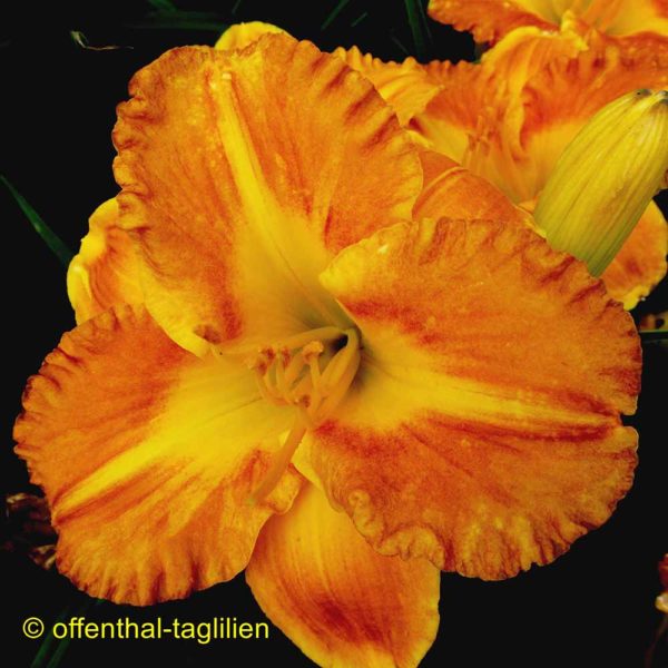 Hemerocallis / Taglilie 'Margaret Seawright'