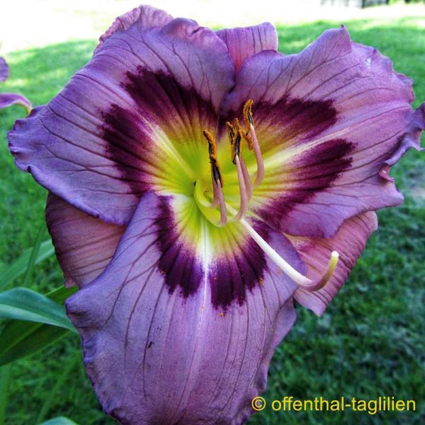 Hemerocallis / Taglilie 'Marietta Dreamer'
