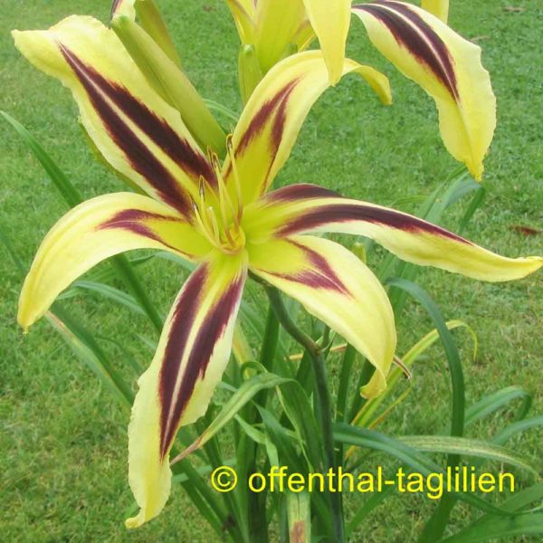 Hemerocallis / Taglilie 'Marked By Lydia'