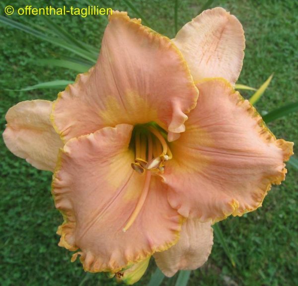 Hemerocallis / Taglilie 'Marty Wray'