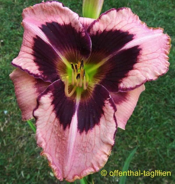 Hemerocallis / Taglilie 'Mask Of Eternity'